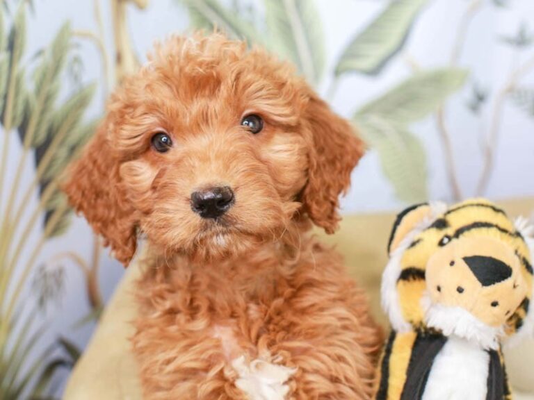 Mini Goldendoodle