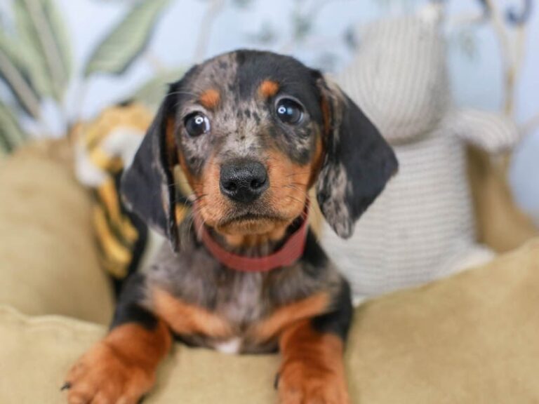 Dachshund