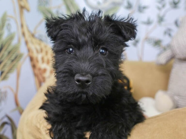 Scottish Terrier