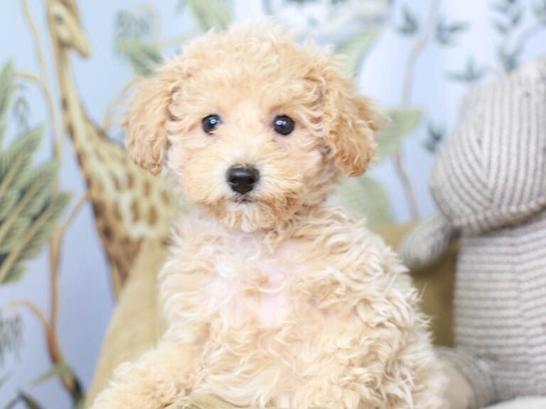 Poochon