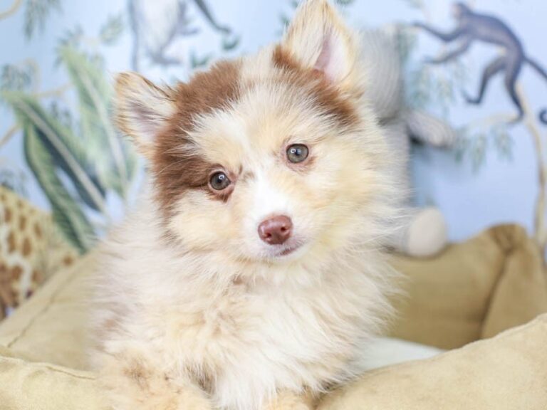 Pomsky