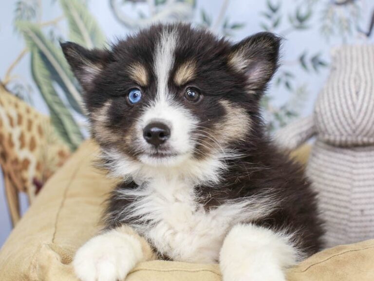 Pomsky