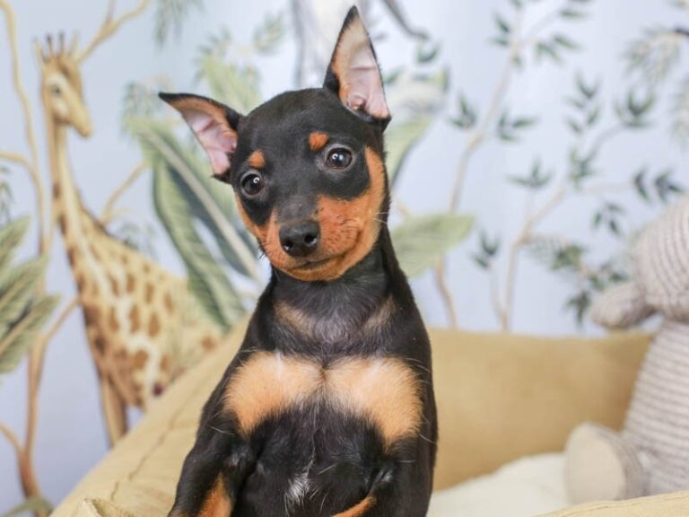 Mini Pinscher