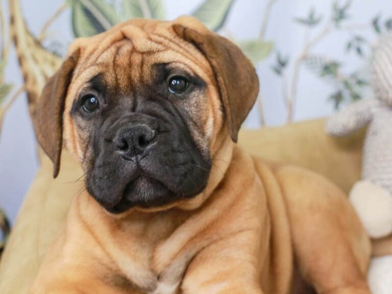 Bullmastiff