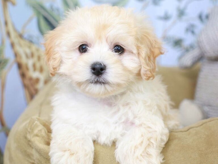 Maltipoo