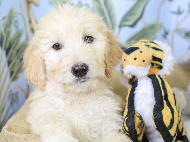 Goldendoodle