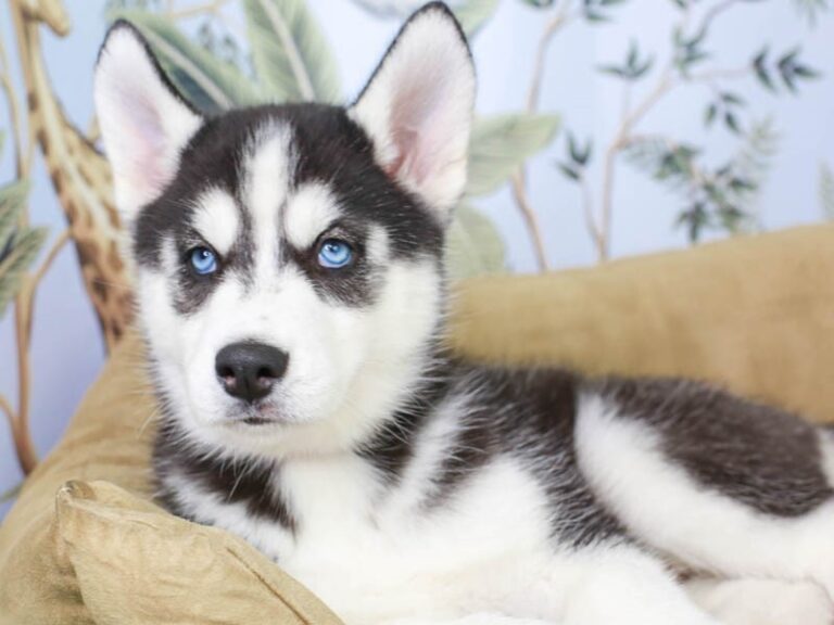 Siberian Husky