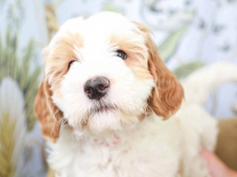 Mini Goldendoodle