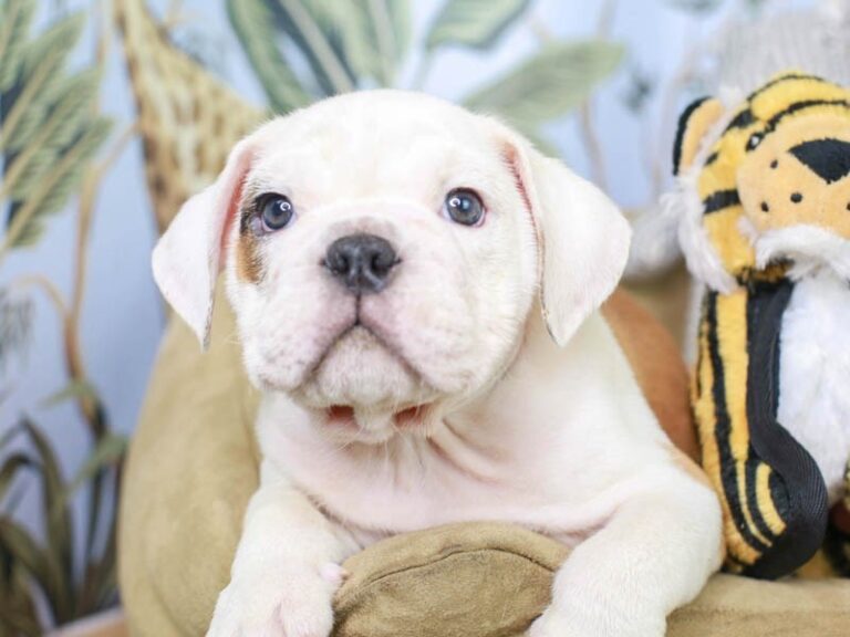 English Bulldog