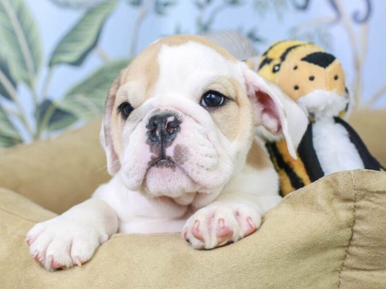 English Bulldog