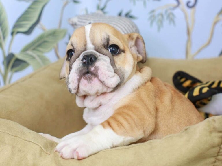 English Bulldog