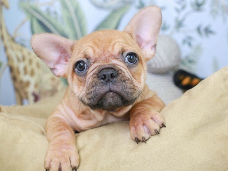 French Bulldog