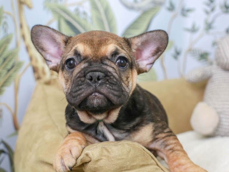 French Bulldog