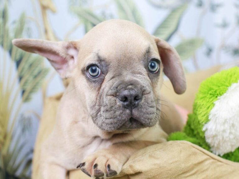 French Bulldog