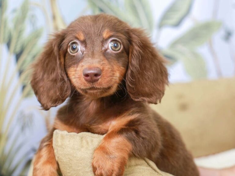 Dachshund