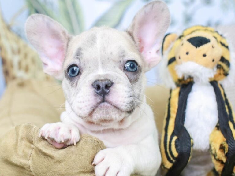 French Bulldog