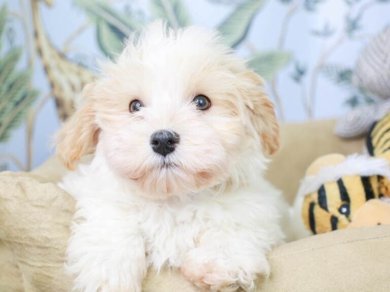 Havanese
