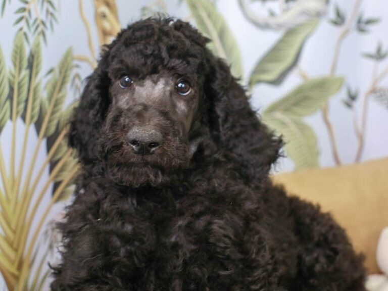 Standard Poodle