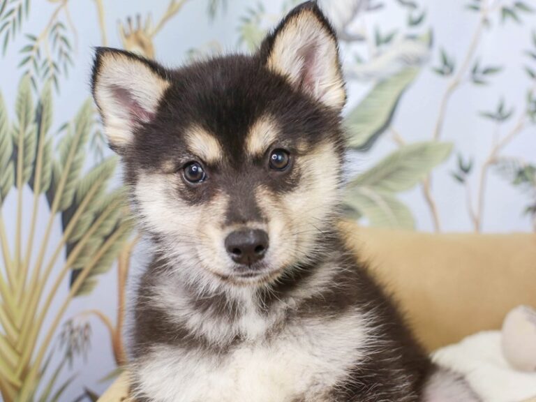 Pomsky