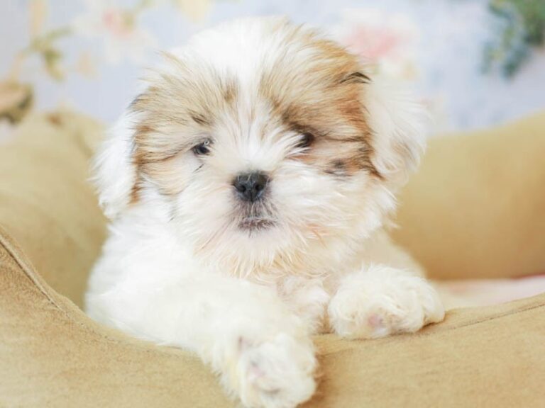 Lhasa Apso