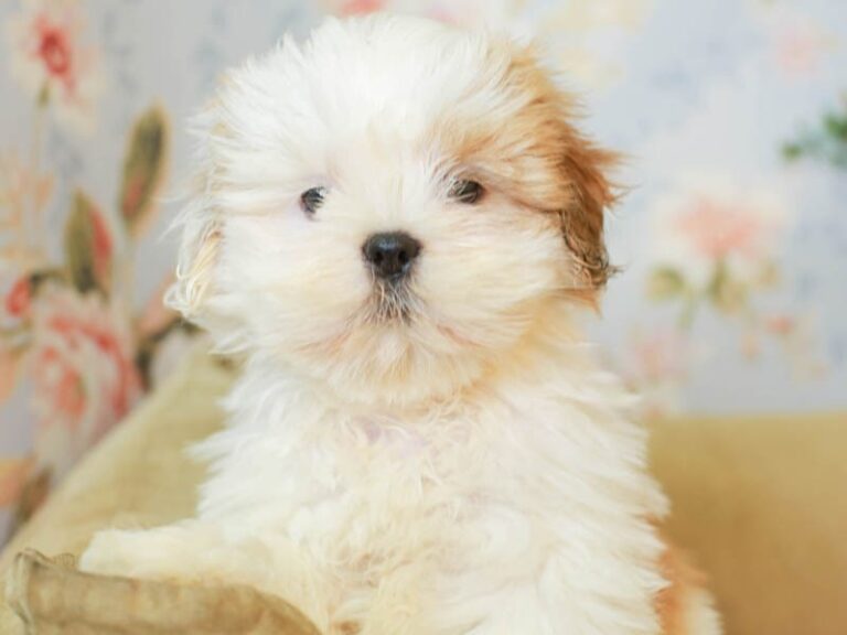 Lhasa Apso
