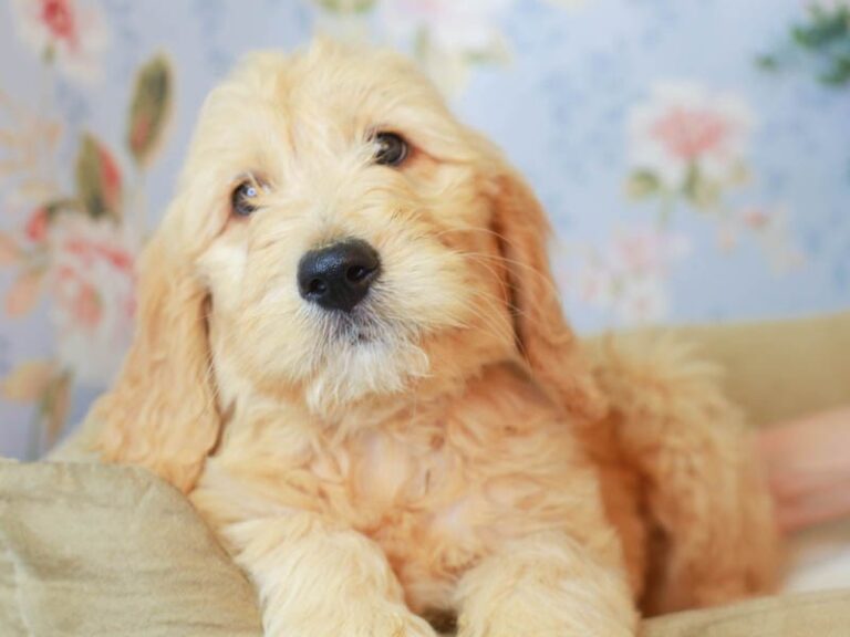 Goldendoodle