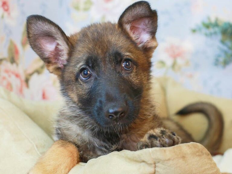 German Shepherd