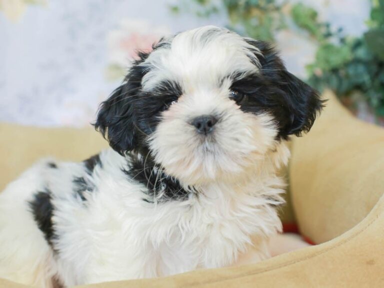 Shih Tzu