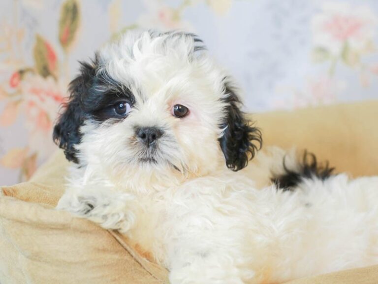 Shih Tzu