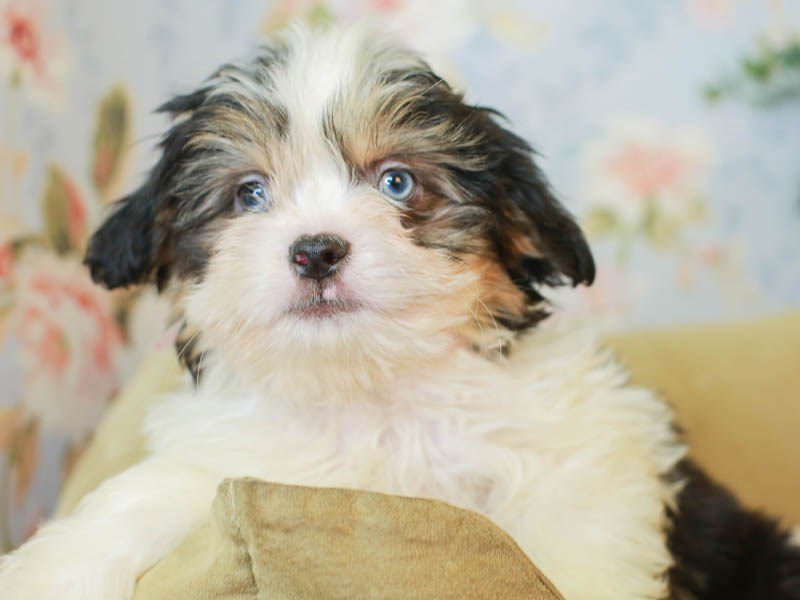 Aussietzu-Male--3155647-Animal Kingdom | Puppies N Love