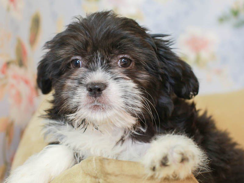 Aussietzu-Male--3155646-Animal Kingdom | Puppies N Love