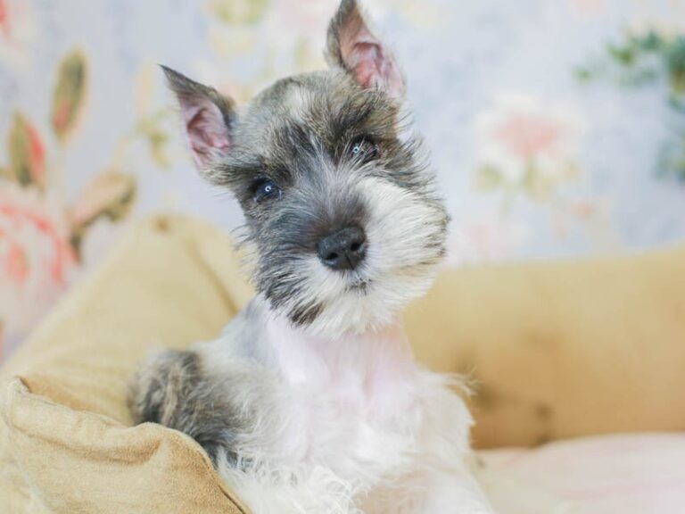 Mini Schnauzer