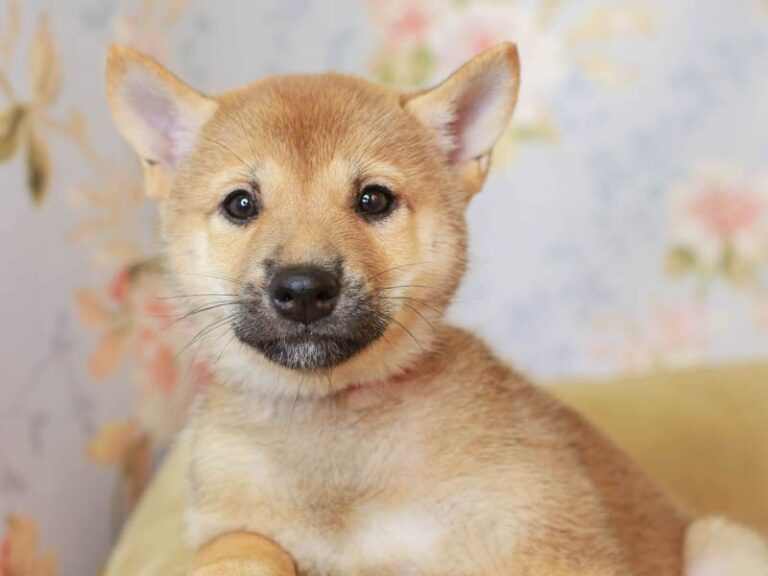 Shiba Inu