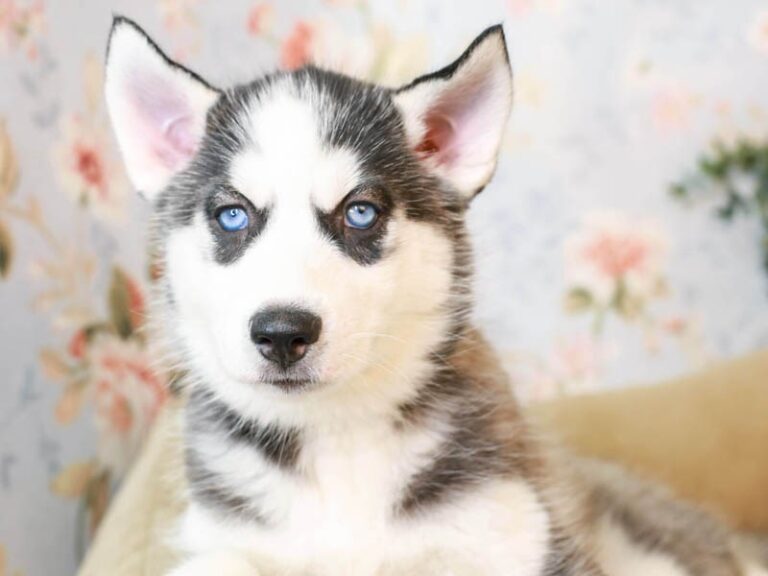 Siberian Husky