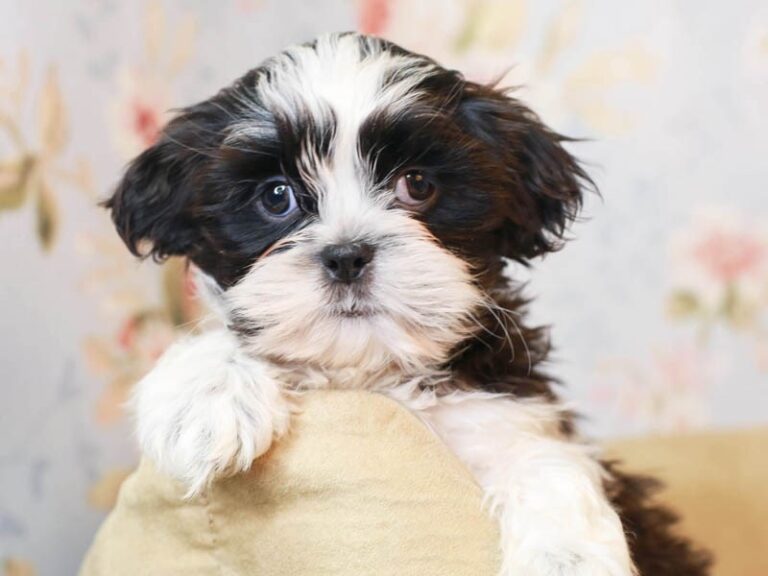 Shih Tzu