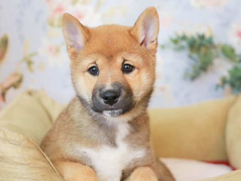 Shiba Inu