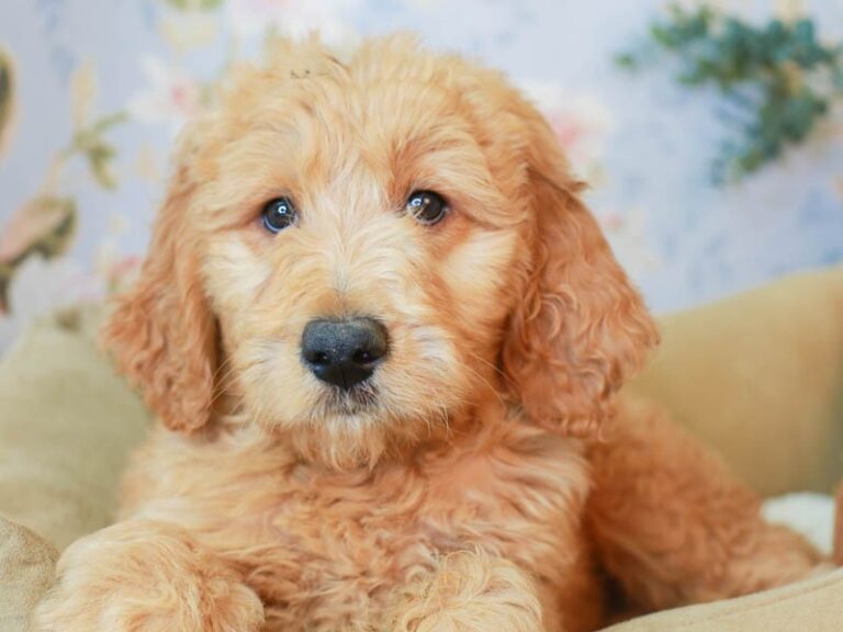 Goldendoodle