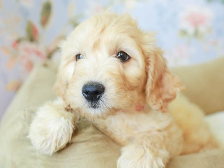 Goldendoodle
