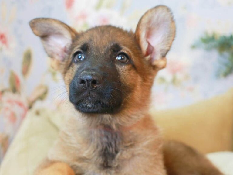 German Shepherd