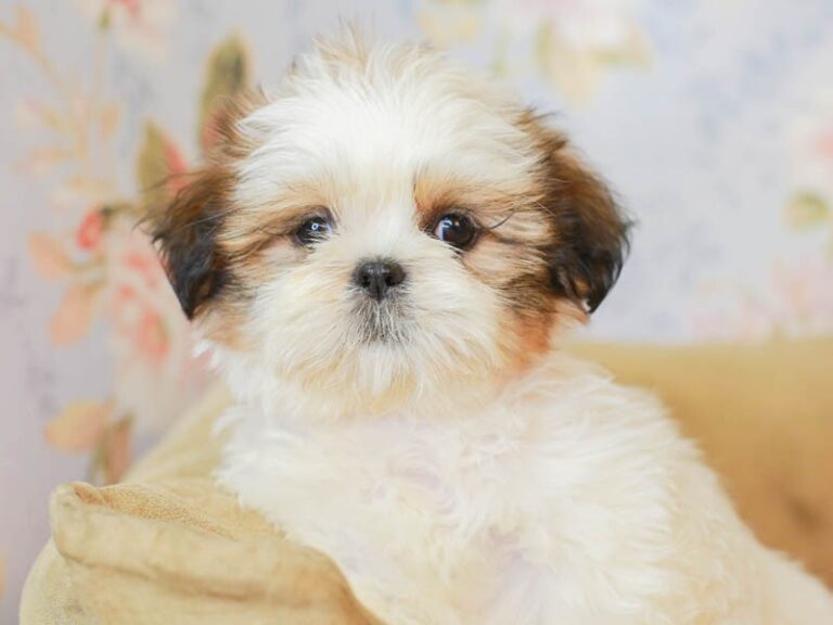 Shih Tzu
