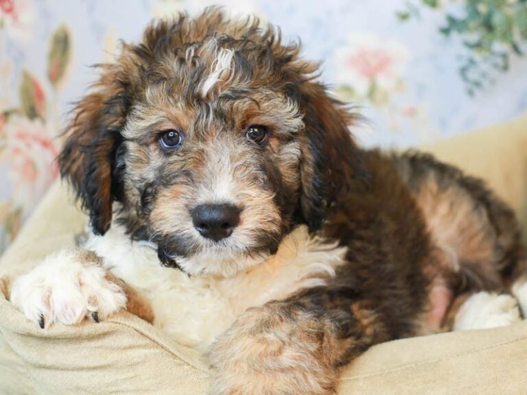 Aussiedoodle