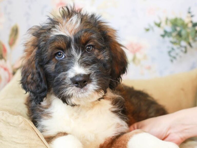Aussiedoodle
