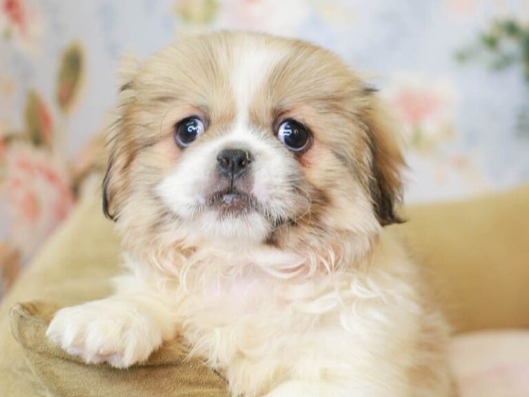 Pekingese