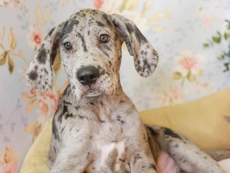 Great Dane