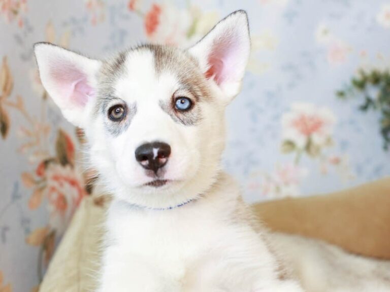 Siberian Husky