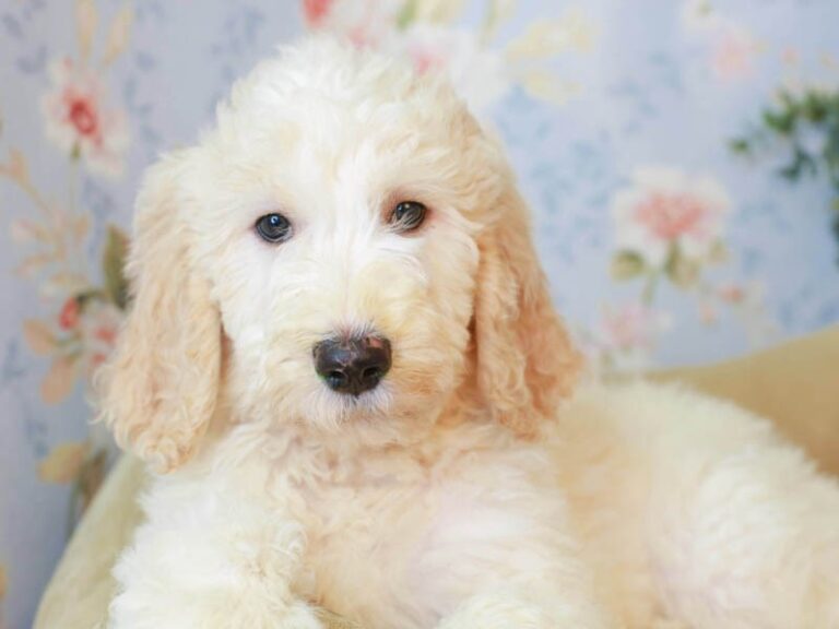 Goldendoodle