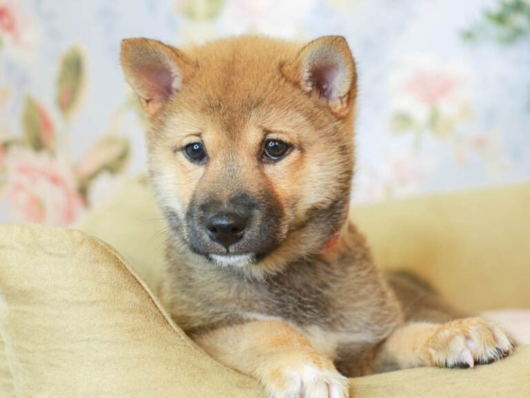 Shiba Inu