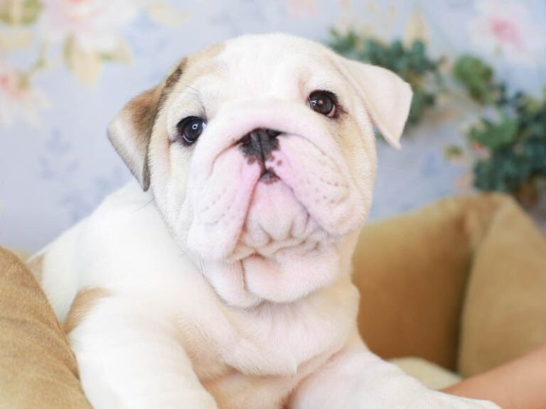 English Bulldog