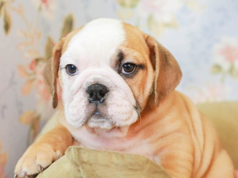 English Bulldog