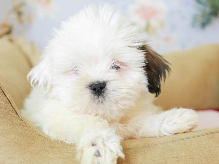 Lhasa Apso